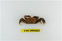 藏品(特氏大眼蟹)的圖片